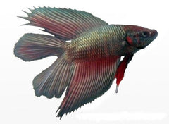 Betta splendens   Betta double tail XL
