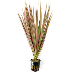 Dracaena marginata in pot