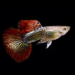 Poecilia ret.   Guppy dragon tail XL