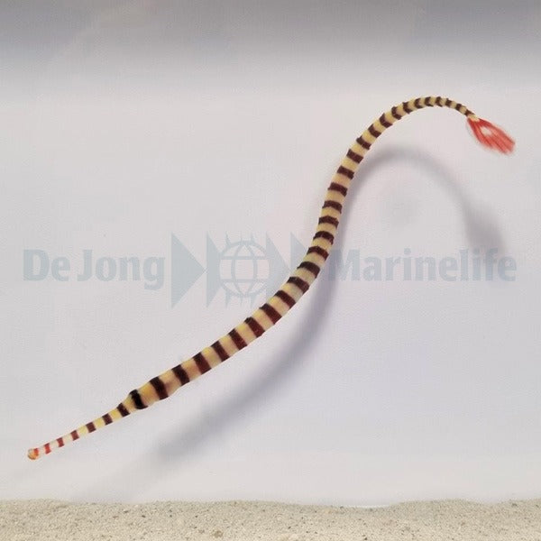 Dunckerocampus dactyliophorus