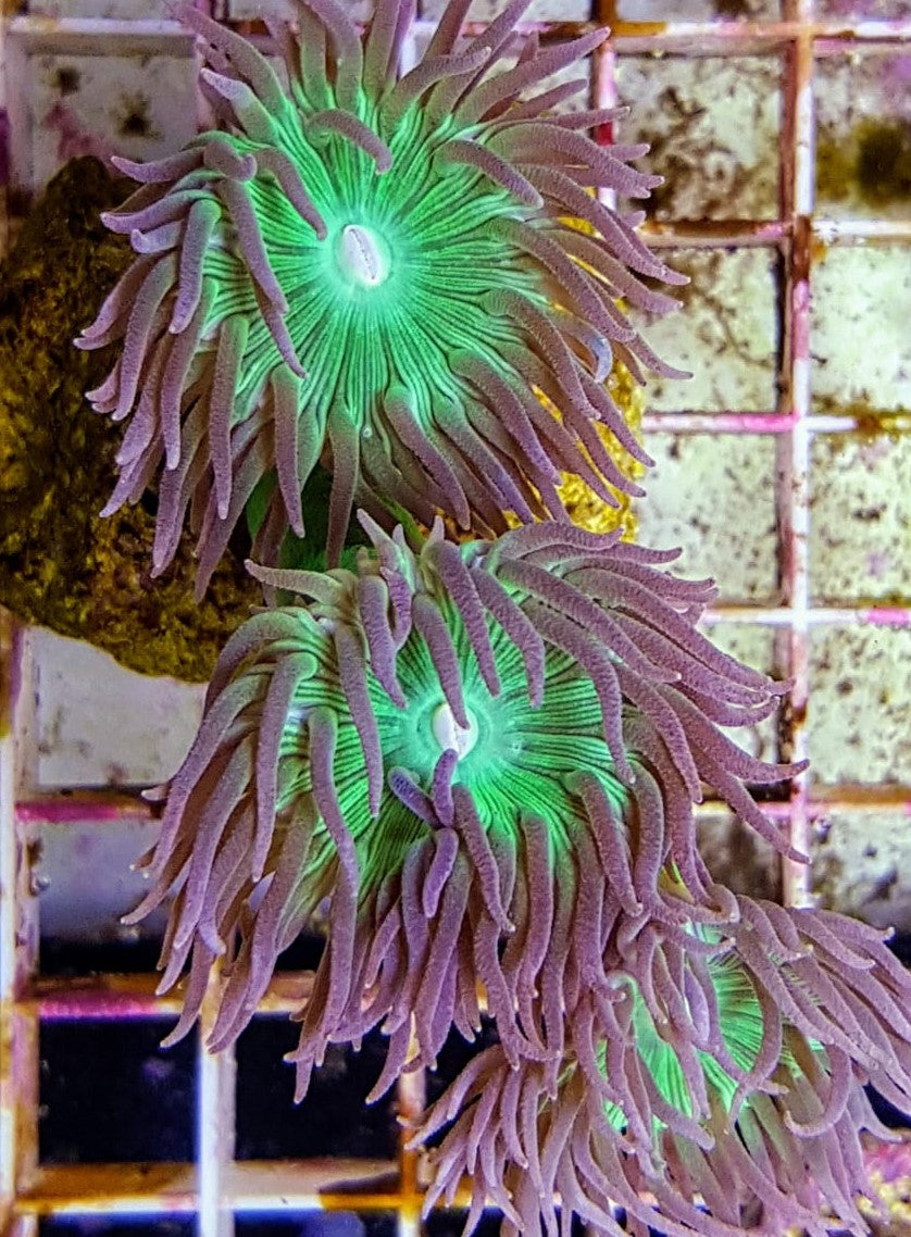 Duncanopsammia axifuga (frag) (2 plps.)