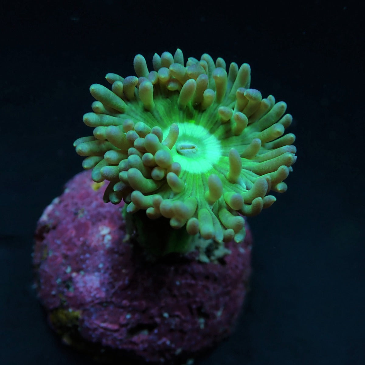 Duncanopsammia axifuga (frag) (2 plps.)