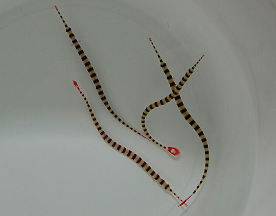 Dunckerocampus dactyliophorus