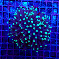 Euphyllia cristata (Premium) (1 hd.)