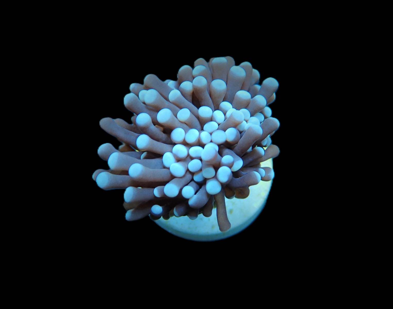 Euphyllia cristata (Common) (1 hd.)