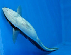Echeneis naucrates