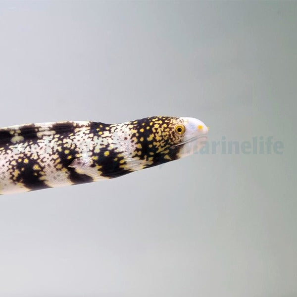 Echidna nebulosa