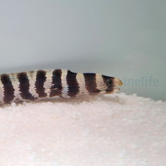 Echidna polyzona