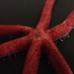 Echinaster luzonicus