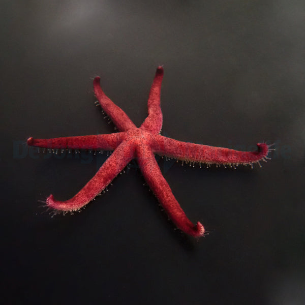 Echinaster luzonicus
