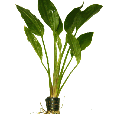 Echinodorus argentinensis moederplant