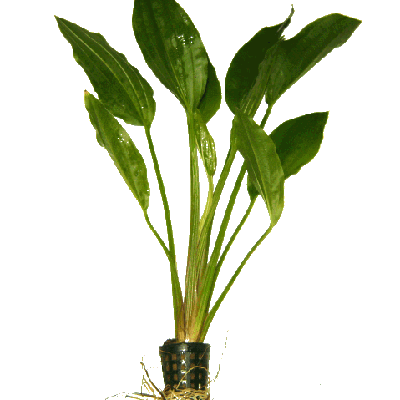 Echinodorus argentinensis  pot