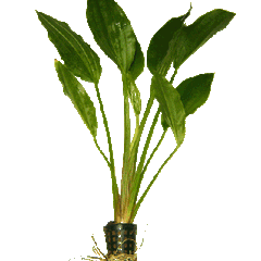 Echinodorus argentinensis moederplant