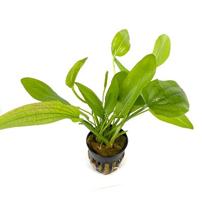 Echinodorus cordifolius in pot