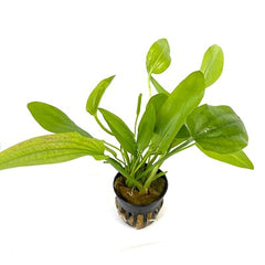 Echinodorus cordifolius in pot