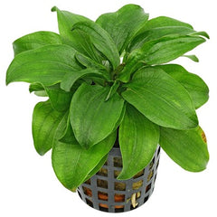 Echinodorus gabrielii in pot