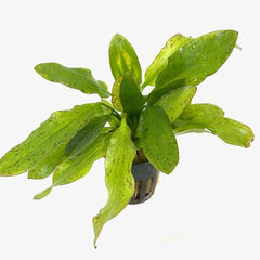 Echinodorus granat in pot