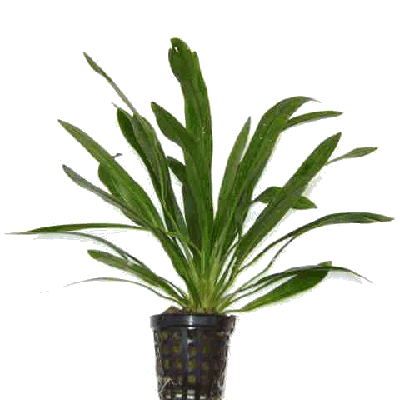 Echinodorus horemanii groen in pot
