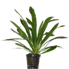 Echinodorus horemanii groen in pot