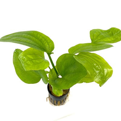 Echinodorus muricatus in pot