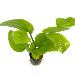 Echinodorus muricatus in pot