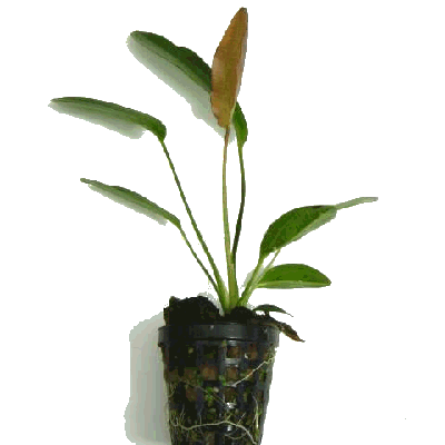 Echinodorus rubra (osiris) in pot