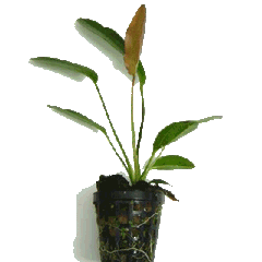 Echinodorus rubra (osiris) in pot