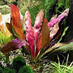 Echinodorus red diamond in pot
