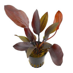 Echinodorus aflame in pot