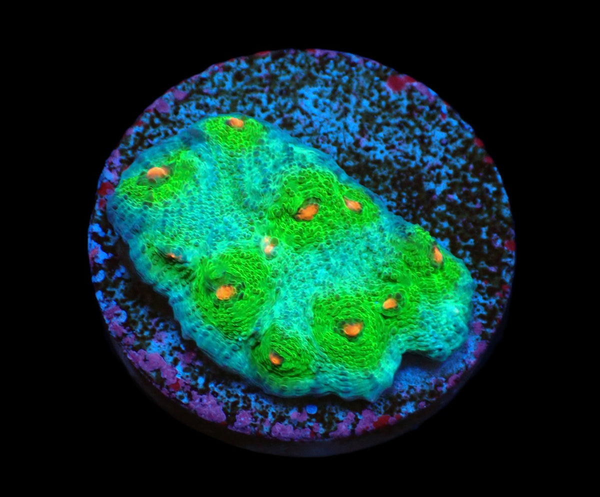 Acropora selago (Rainbow) (DJM frag) f 009