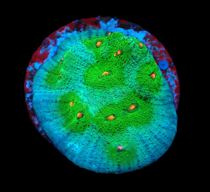 Echinophyllia sp. (Avatar) (DJM frag) pb 053