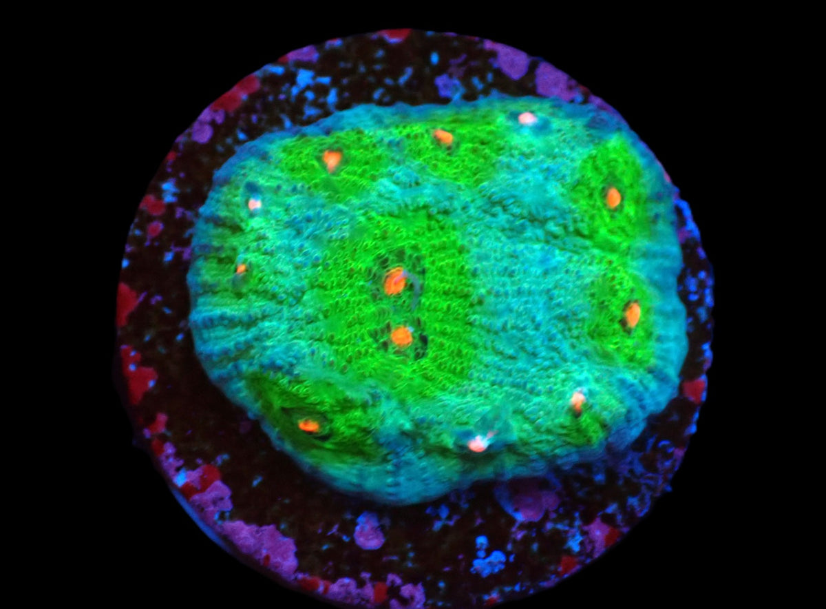 Echinophyllia sp. (Avatar) (DJM frag) pb 271