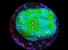 Echinophyllia sp. (Avatar) (DJM frag) pb 271