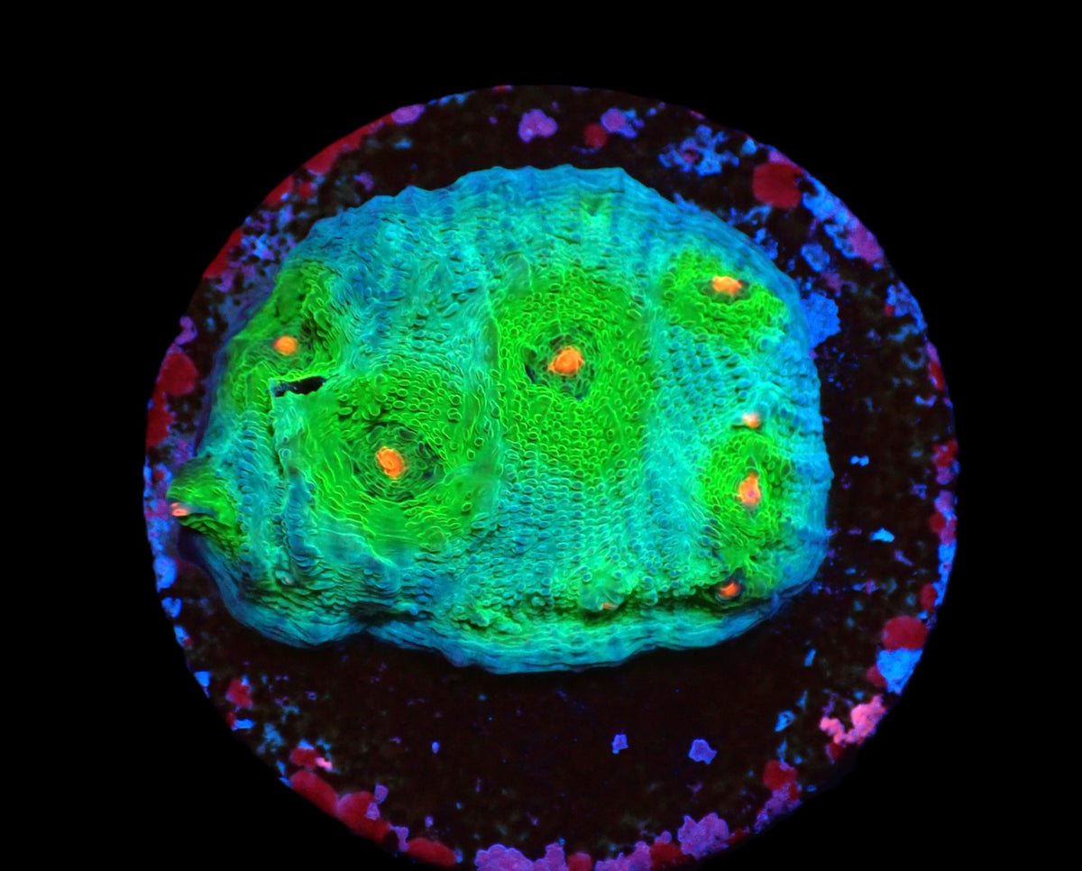 Echinophyllia sp. (Avatar) (DJM frag) pb 280