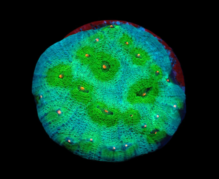 Echinophyllia sp. (Avatar) (DJM frag) pb 385