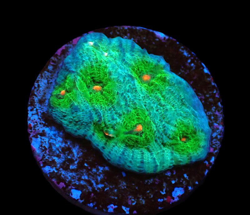 Echinophyllia sp. (Avatar) (DJM frag) pb 510