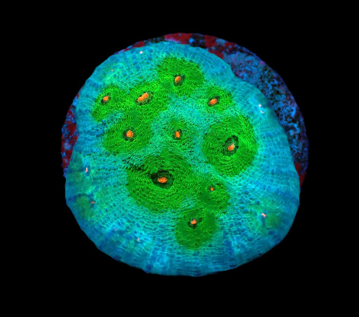 Echinophyllia sp. (Avatar) (DJM frag) pb 518