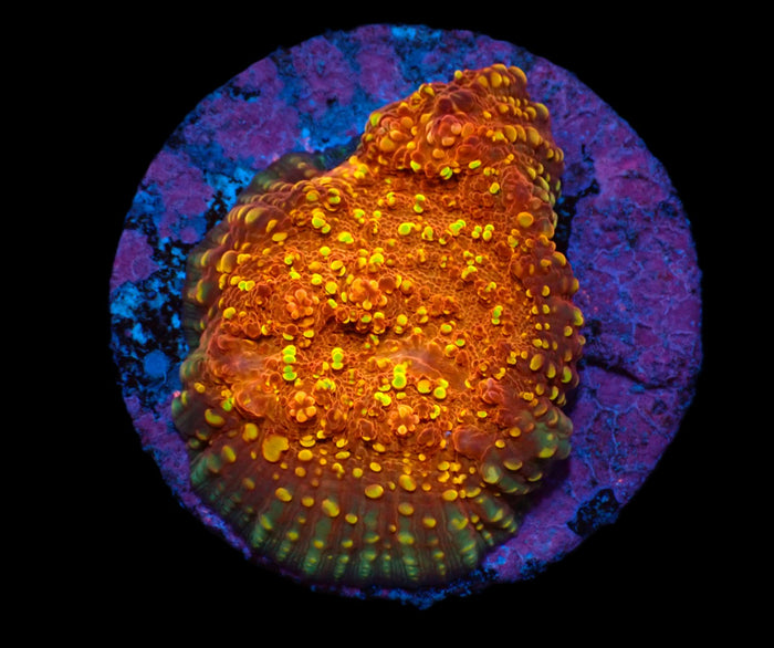 Echinophyllia sp. (Goldmeister) (DJM frag) pb 151