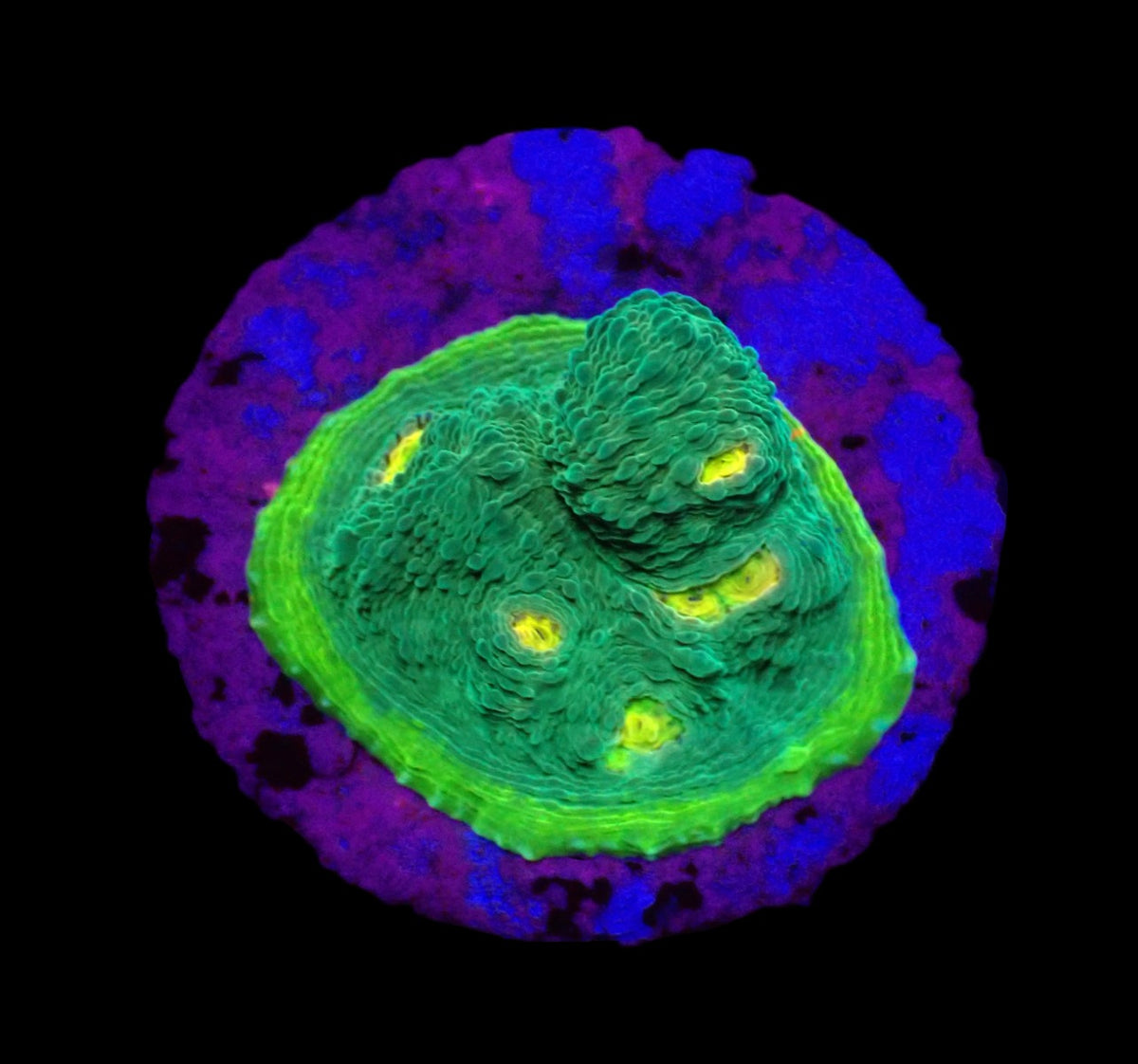Echinophyllia sp. (Green Cadillac) (DJM frag) o 327