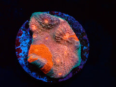 Echinophyllia sp. (Master Grade) (DJM frag) pb 083
