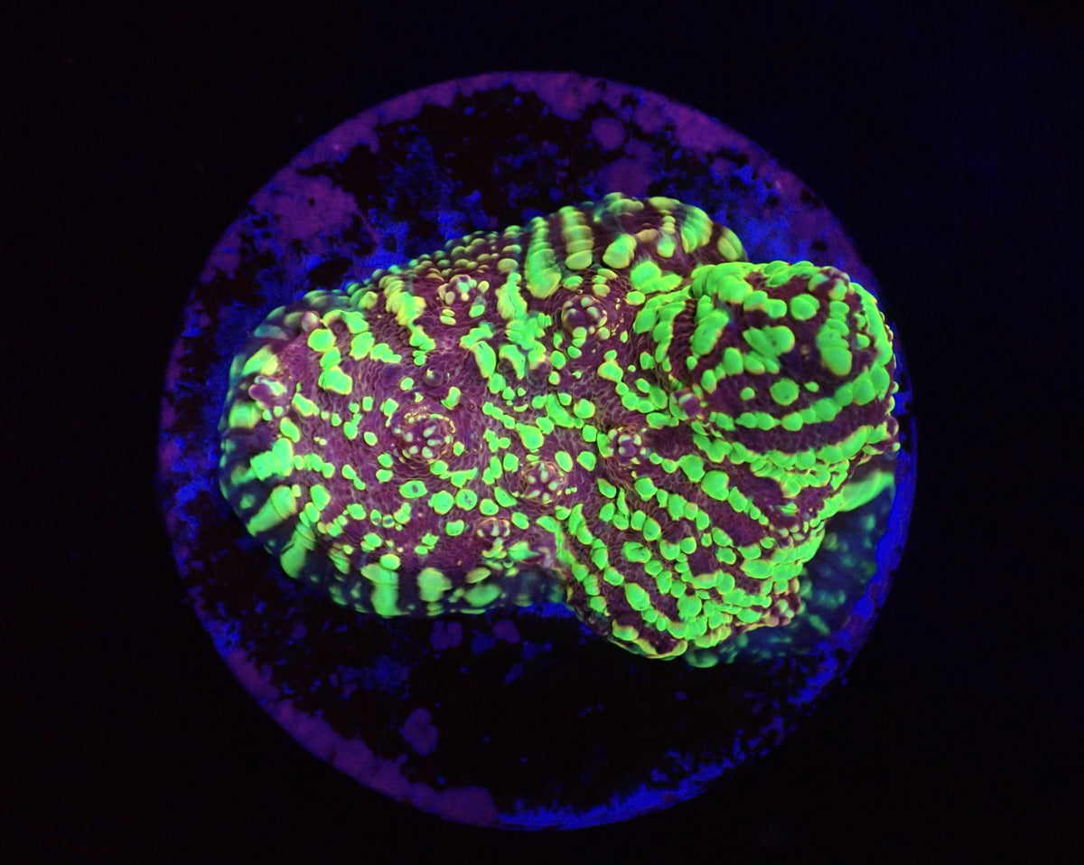 Echinophyllia sp. (Moonfire Ridge) (Rare) o 199