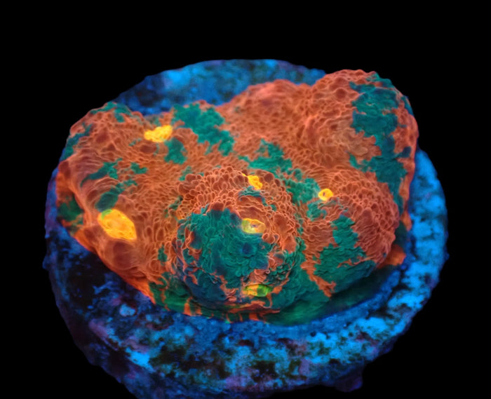 Echinophyllia sp. (Rainbow) (DJM frag) pb 022