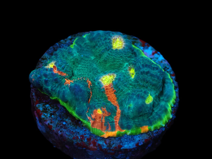 Echinophyllia sp. (Rainbow) (DJM frag) pb 216