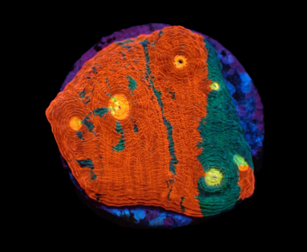 Echinophyllia sp. (Rainbow) (DJM frag) pb 634