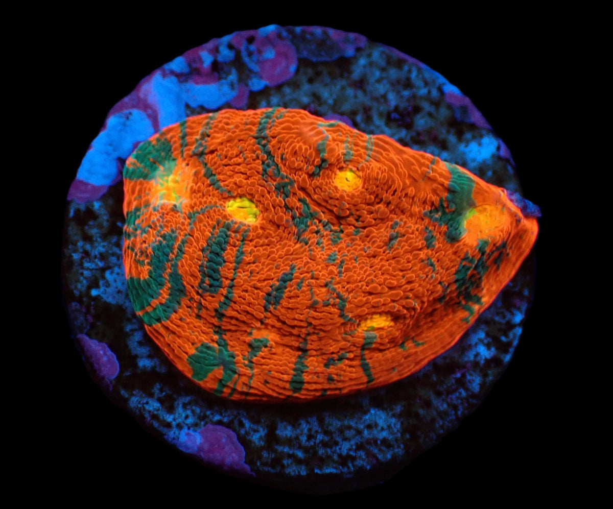 Echinophyllia sp. (Rainbow) (DJM frag) pb 642