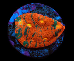 Echinophyllia sp. (Rainbow) (DJM frag) pb 642