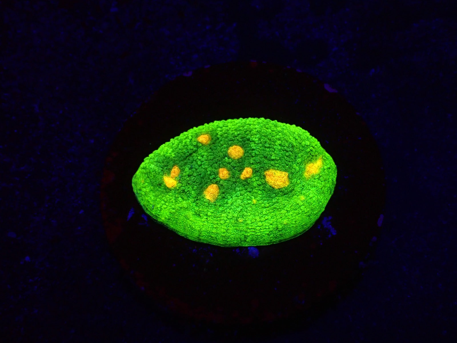 Echinophyllia spp. (Space Invader) (frag)