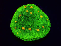 Echinophyllia spp. (Space Invader)