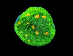 Echinophyllia spp. (Space Invader)