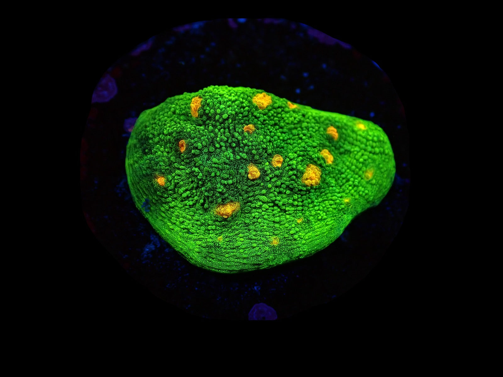 Echinophyllia spp. (Space Invader) (frag)